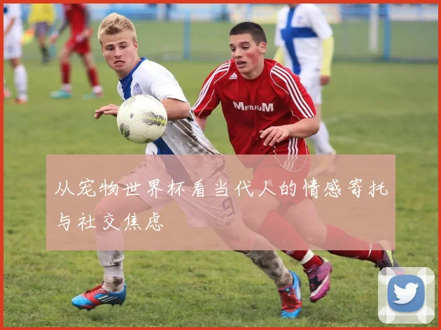 从宠物世界杯看当代人的情感寄托与社交焦虑